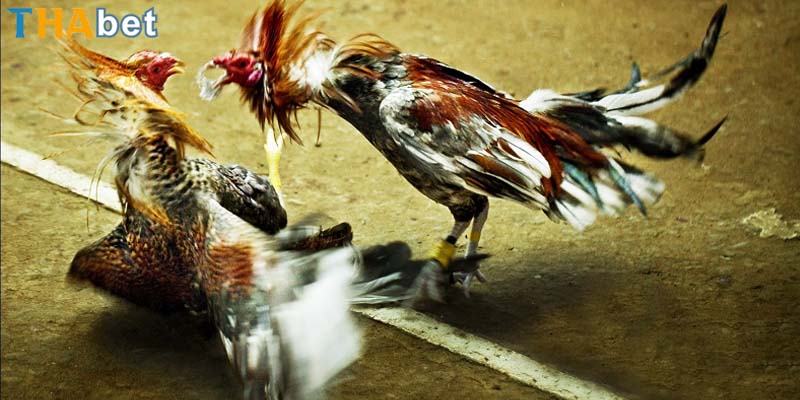 Người chơi không nên chủ quan tham gia khi chưa nắm rõ điều lệ trường đấu